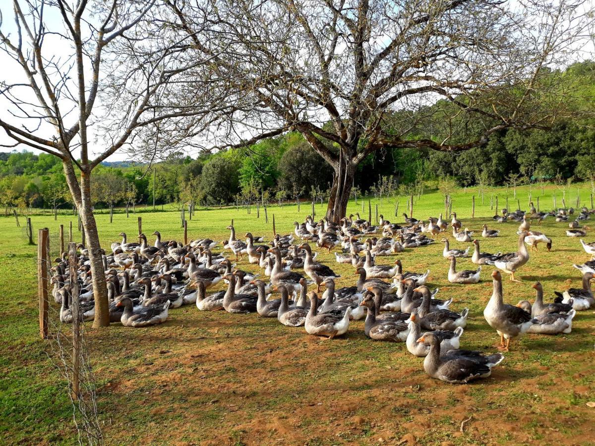 Gite Du Bouyssou Carsac-Aillac Buitenkant foto